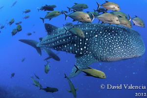 We spent a lot of time with this whale shark....we watche... by David Valencia 